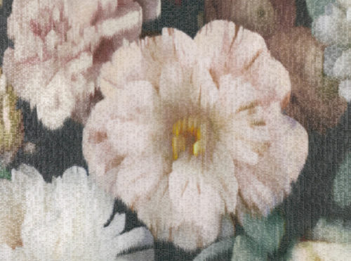 Herbaria  Malva W912-01